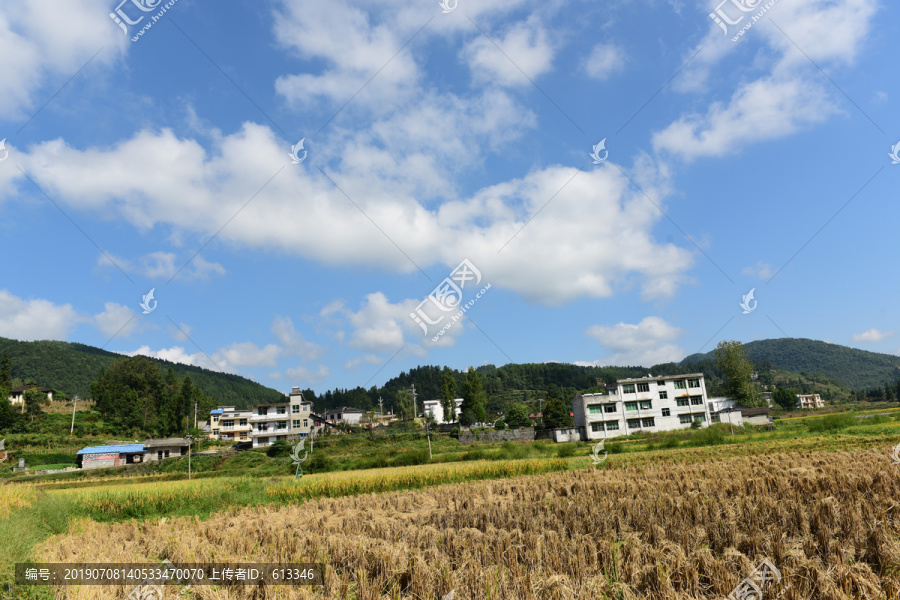收割水稻
