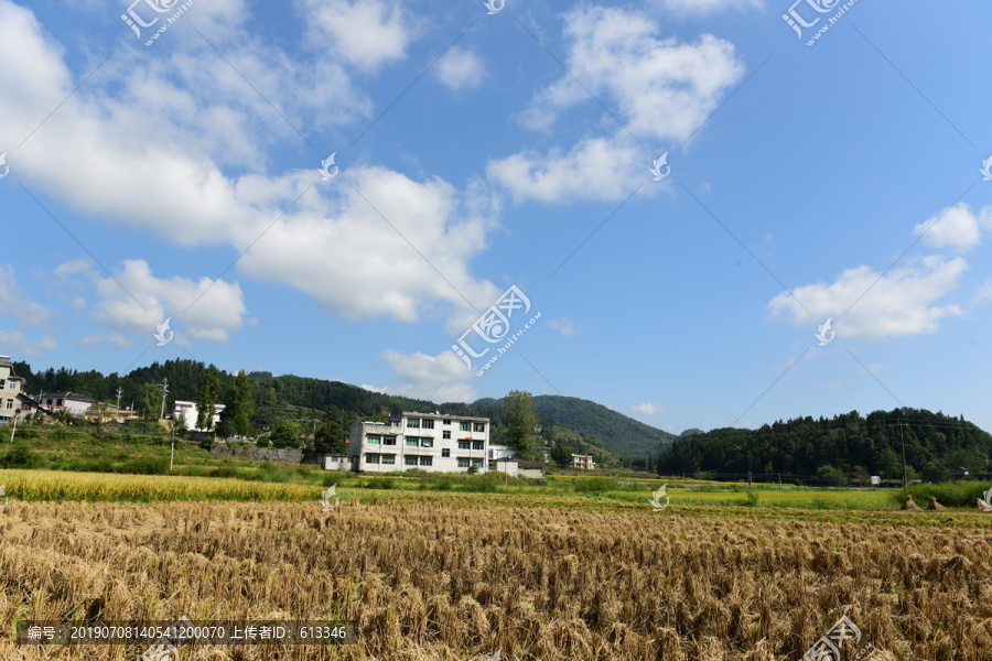 收割水稻
