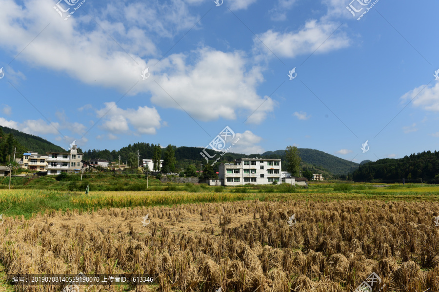 农田成熟的水稻