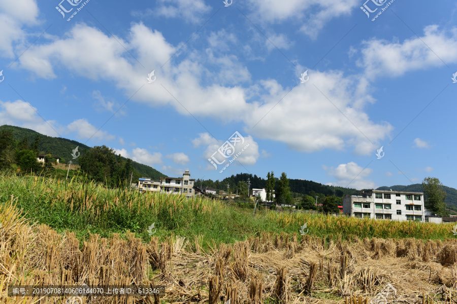 农田成熟的水稻