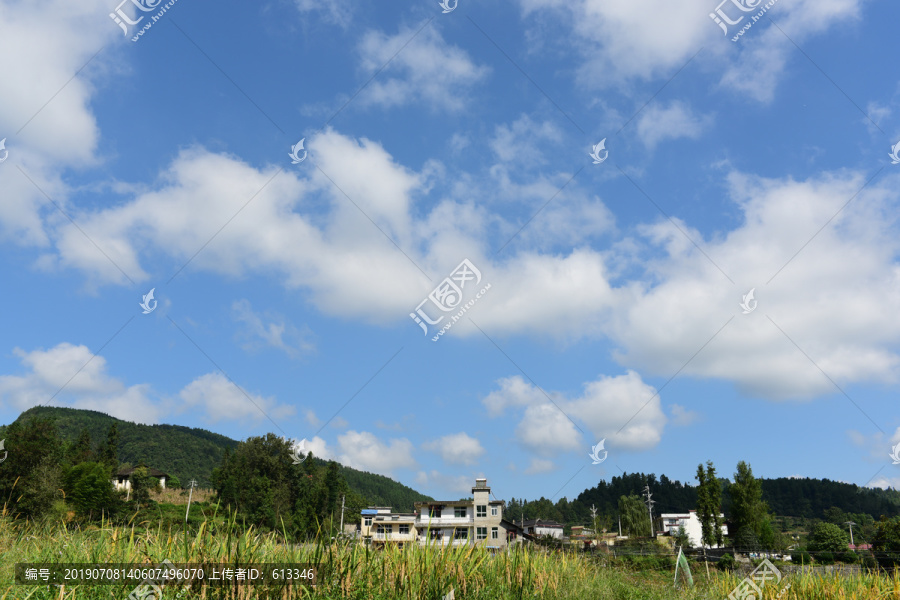 农田成熟的水稻