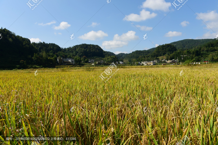 农田成熟的水稻