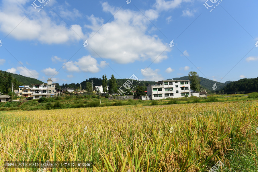农田成熟的水稻