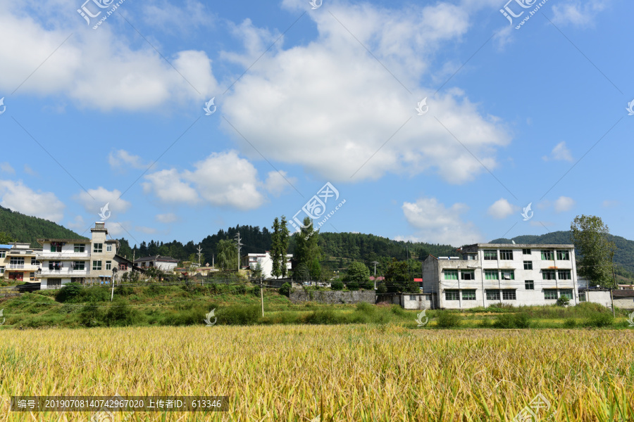 农田成熟的水稻