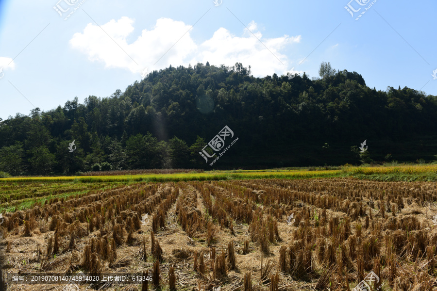 农田成熟的水稻