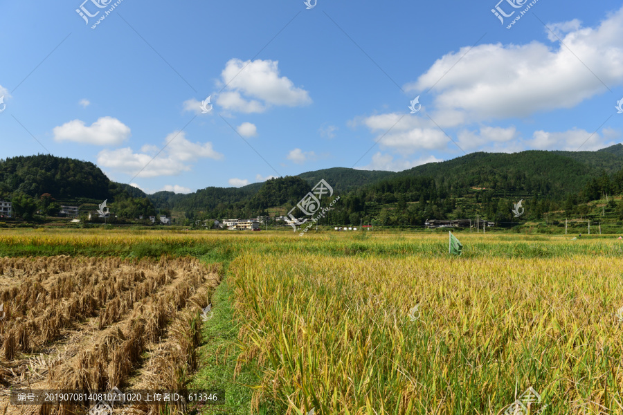 农田成熟的水稻