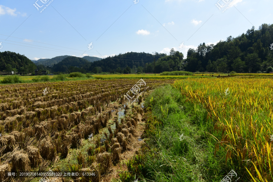 收割水稻