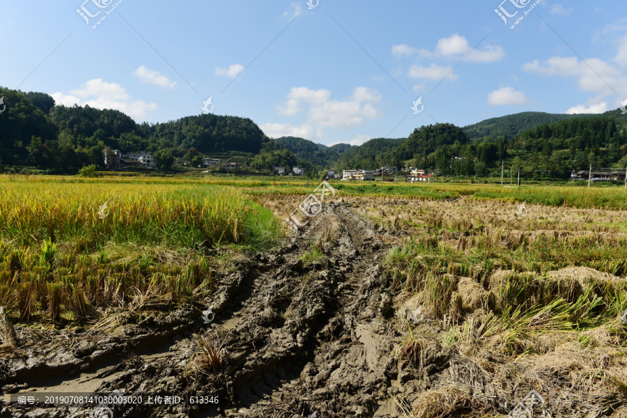 收割水稻
