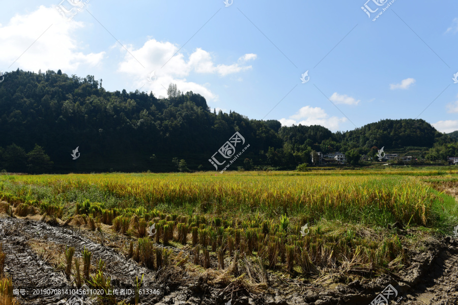 收割水稻