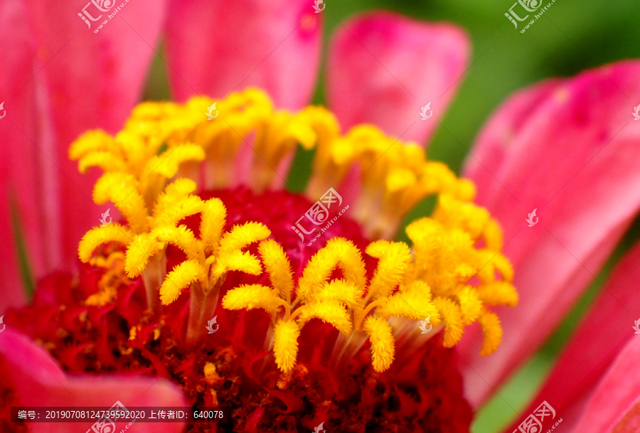 花卉素材