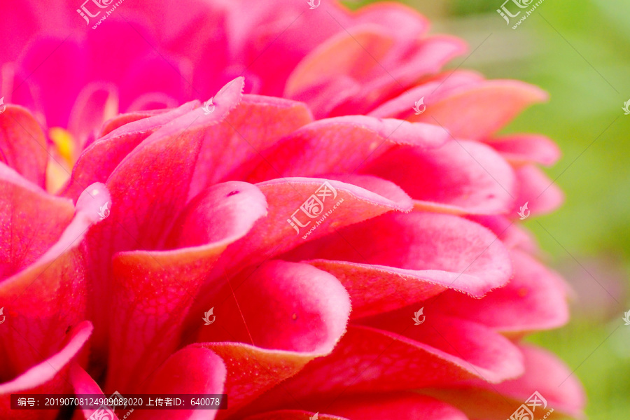 花卉素材