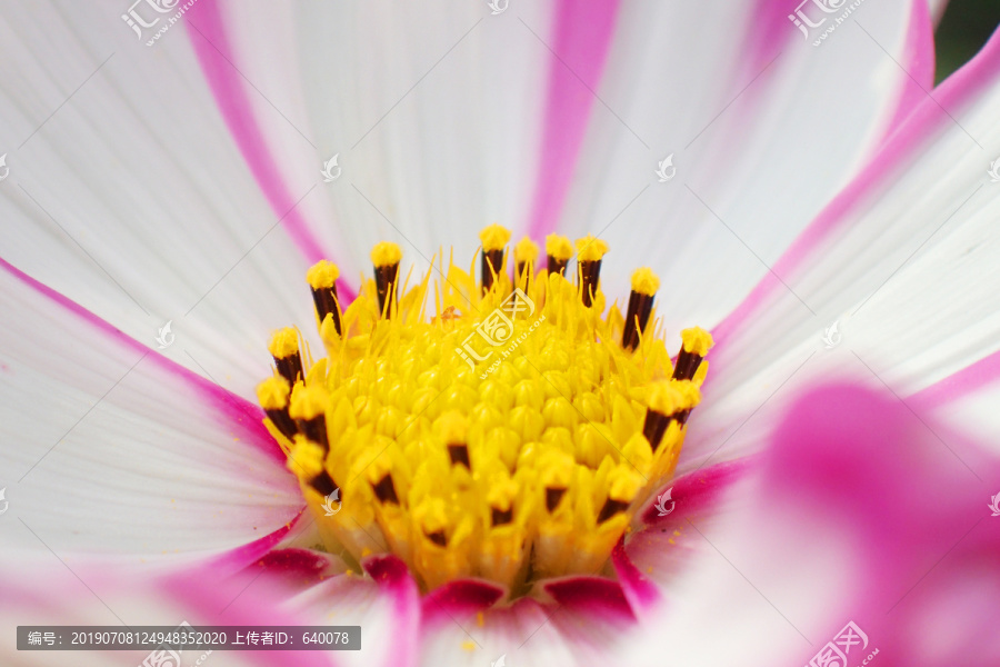 花卉素材