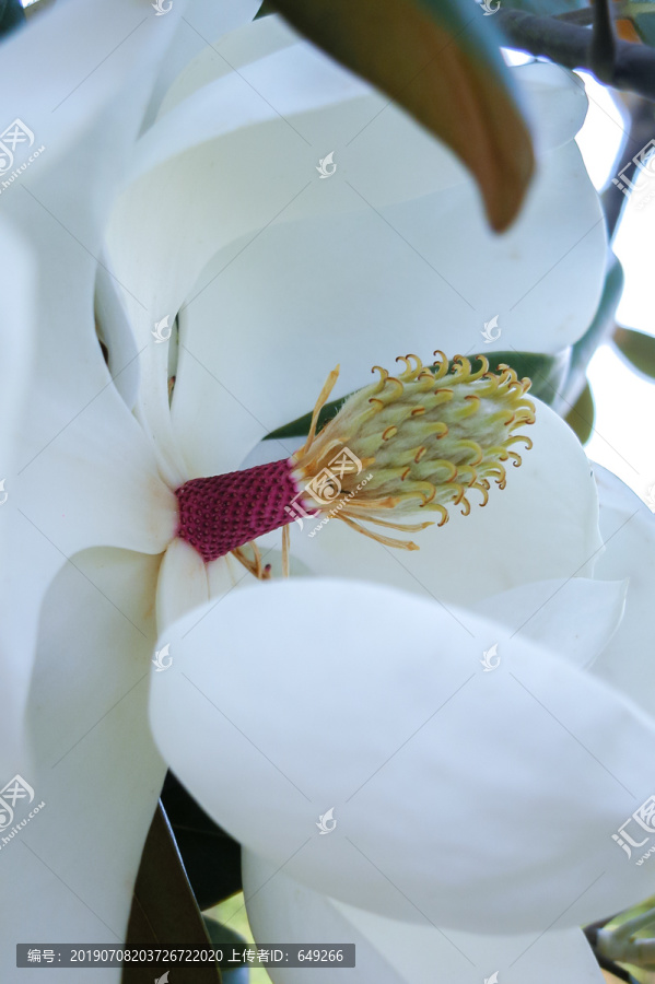 荷花玉兰