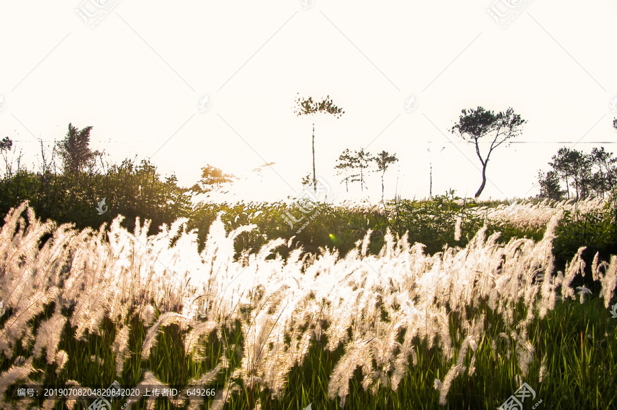 芒草