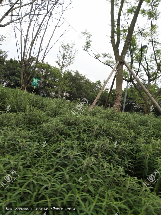 园林绿化