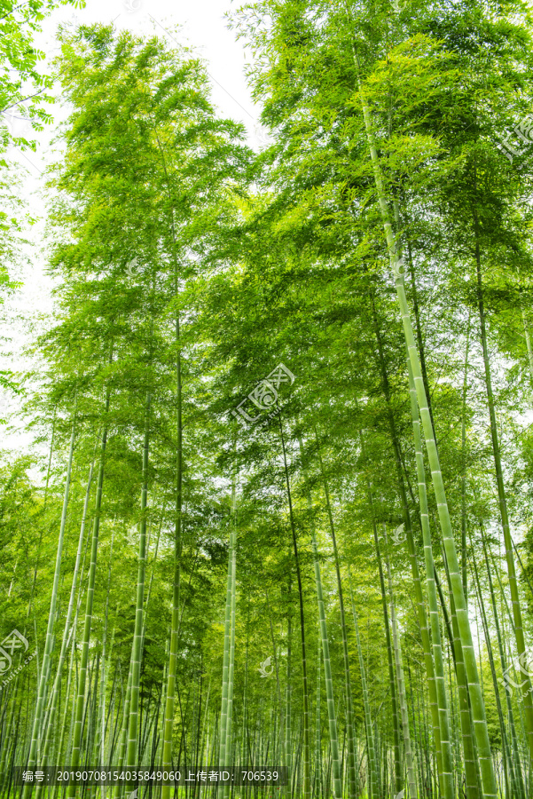 竹林