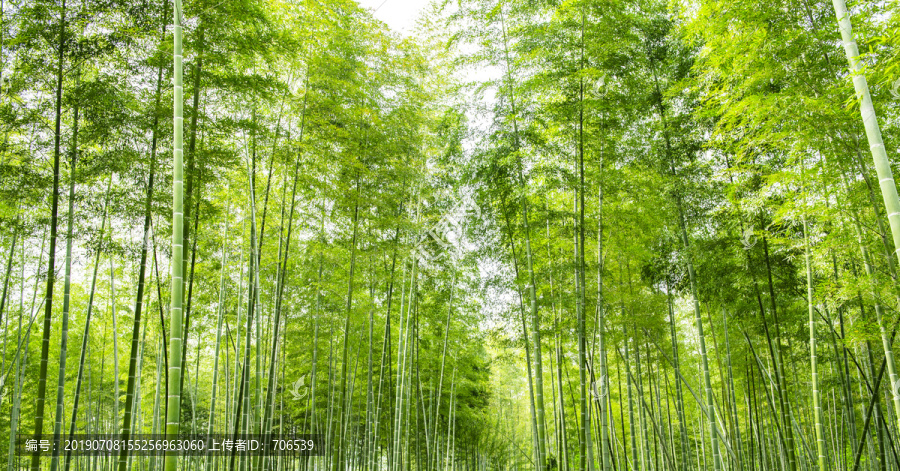 竹林