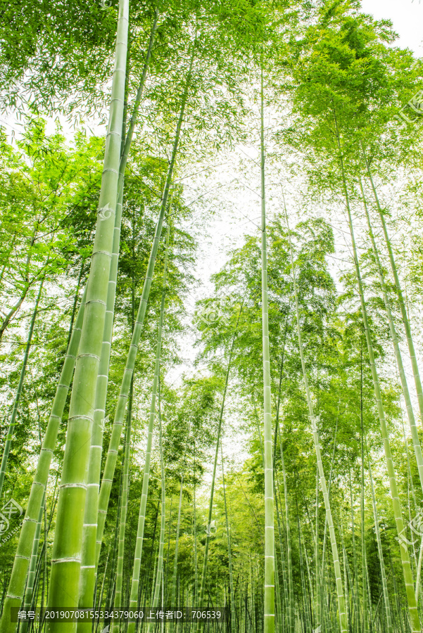 竹林