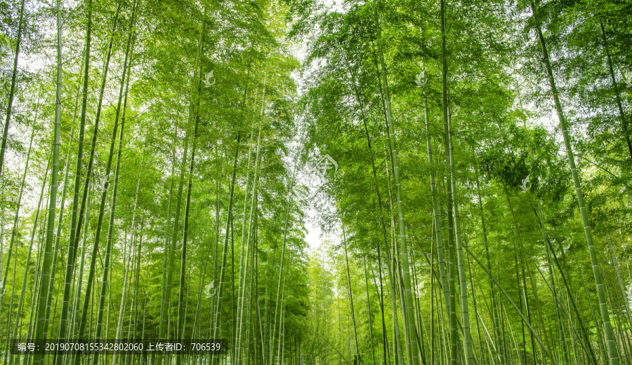 竹林