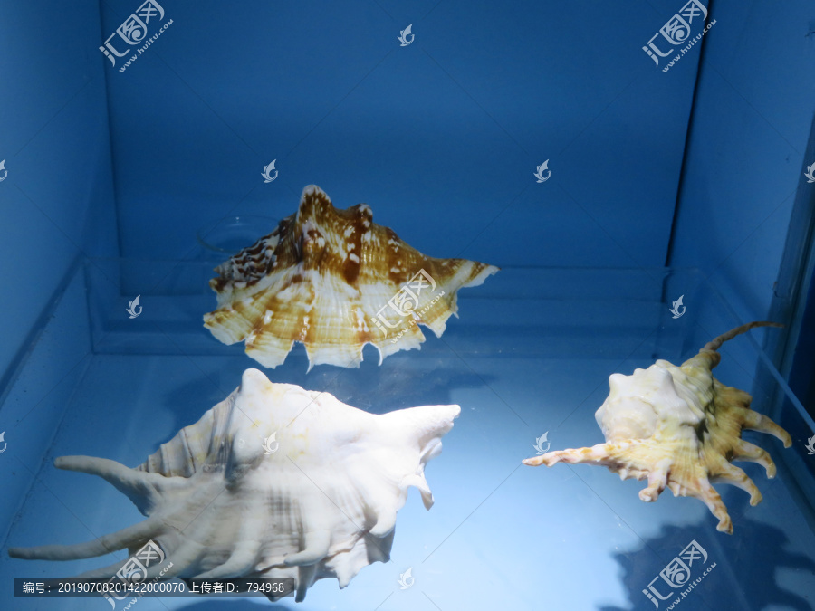 海螺