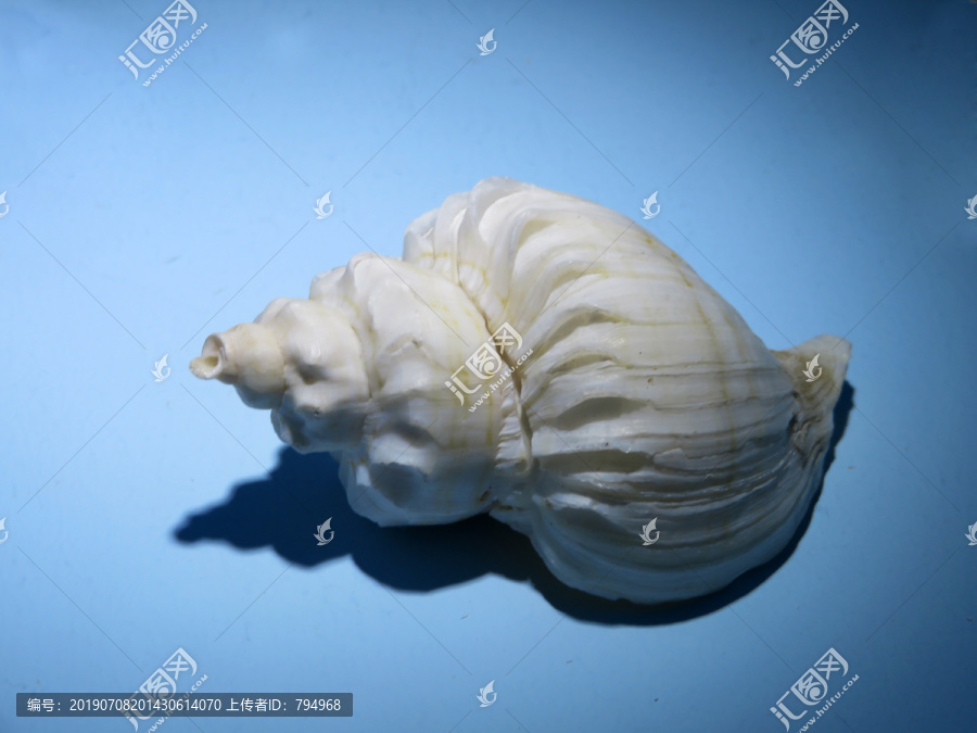 海螺