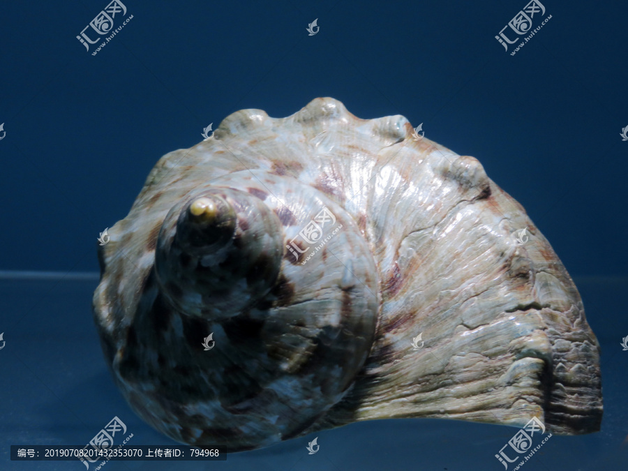 海螺