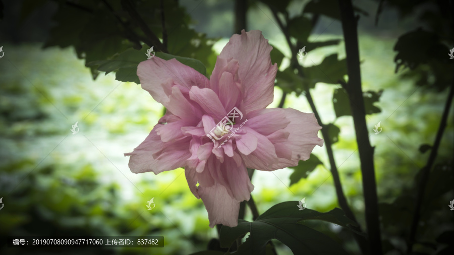 湖畔木槿花