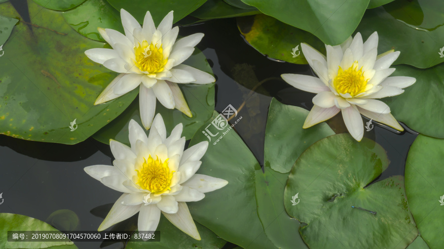 荷塘睡莲