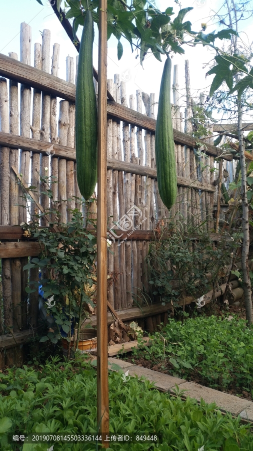 丝瓜