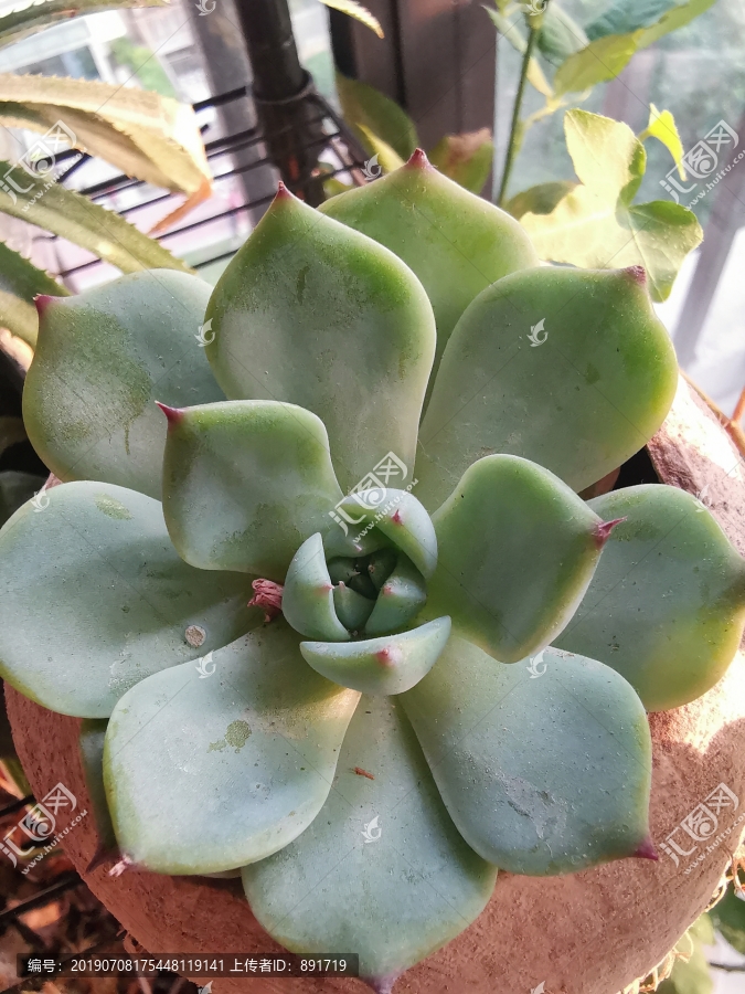 多肉植物