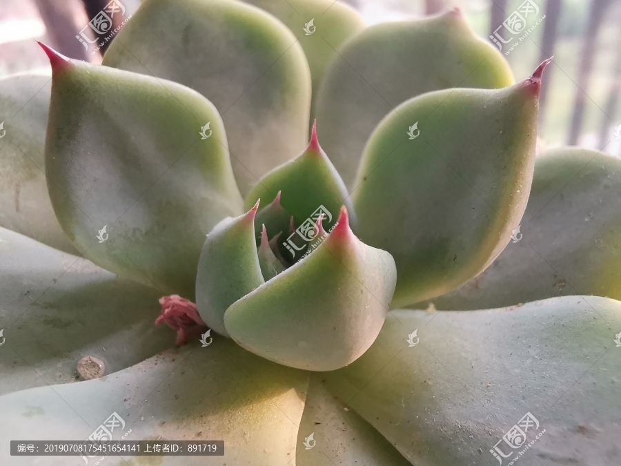 多肉植物