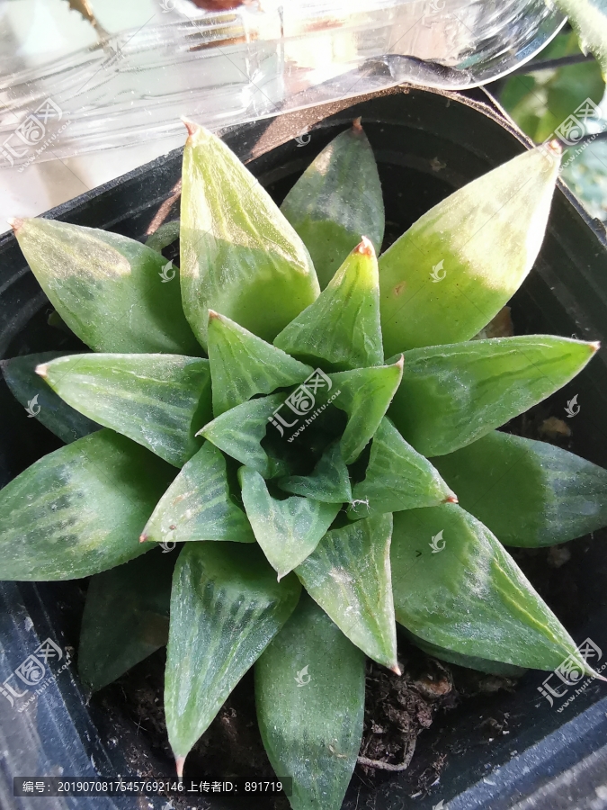 多肉植物