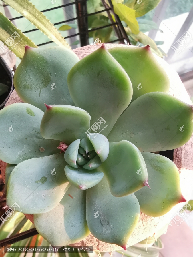 多肉植物