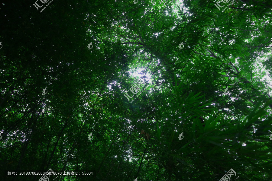 森林与天空