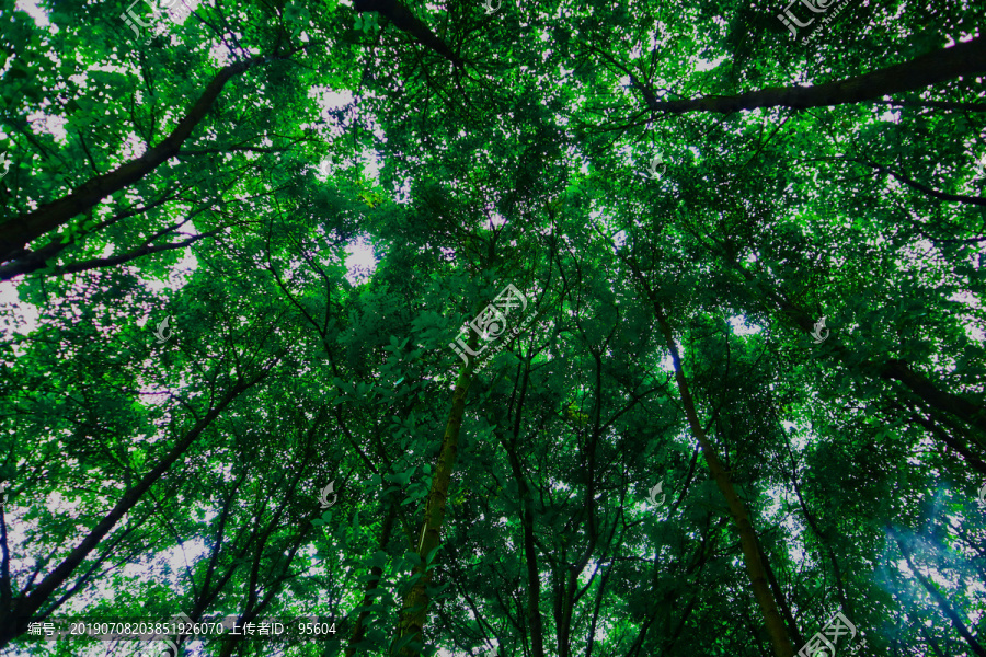 树林与天空