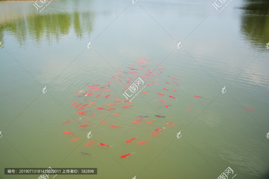 湖中锦鲤