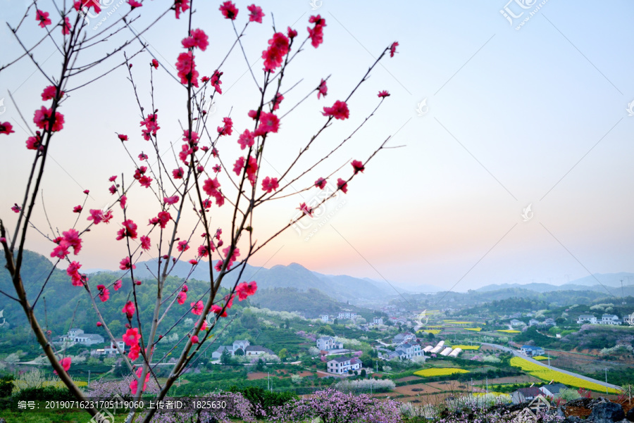 桃李花香美丽乡村