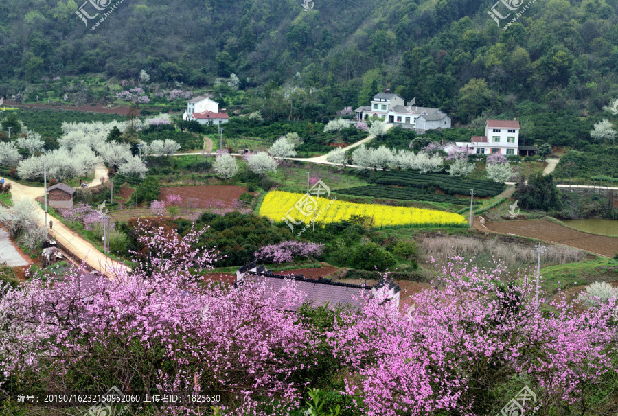 桃李花香春满园