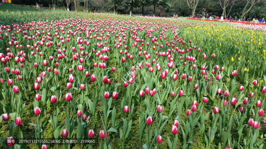 郁金香花海