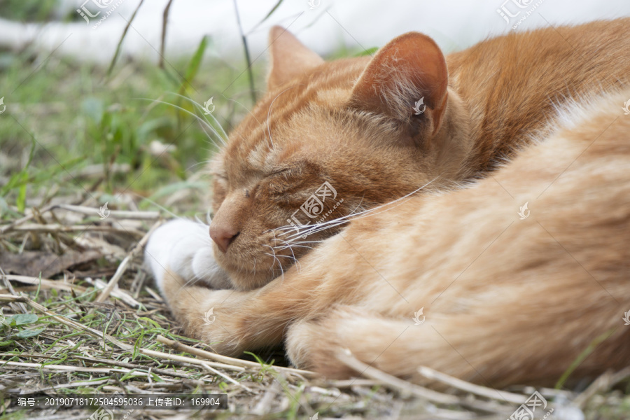 午睡的野猫