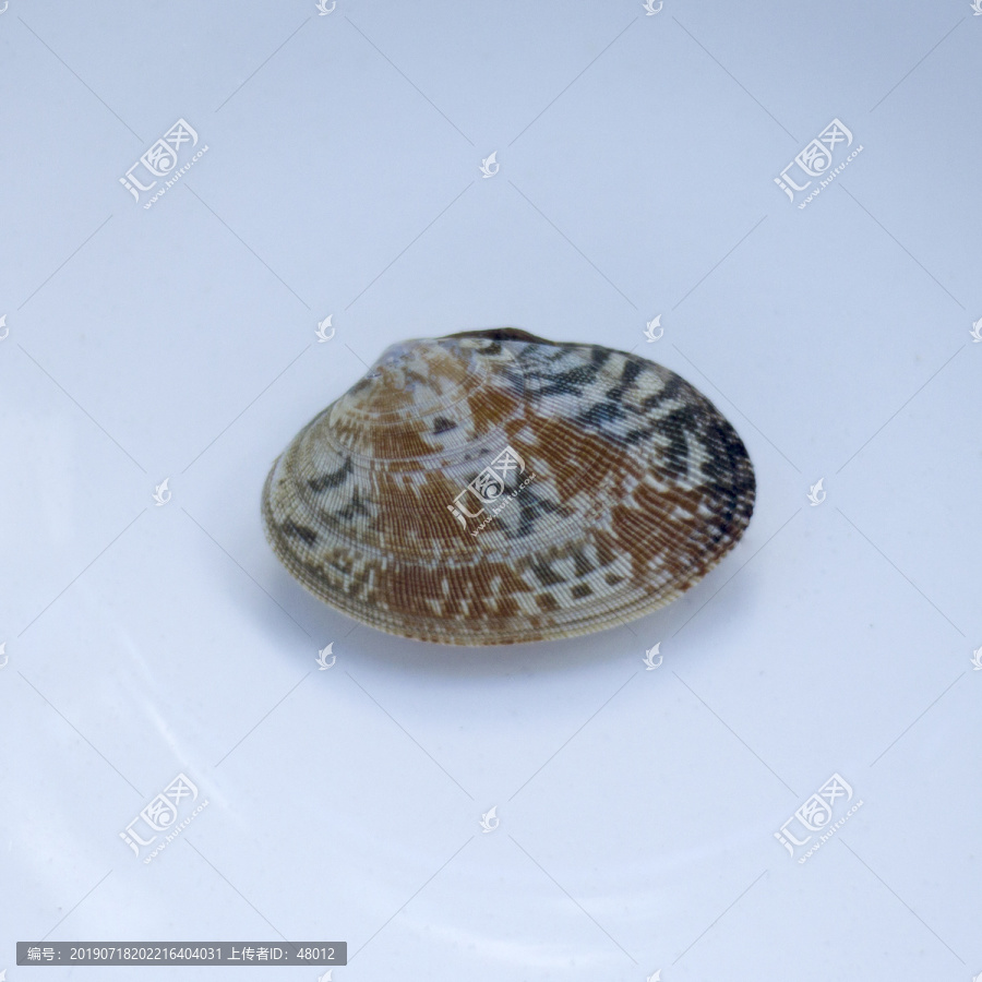 密纹花蛤