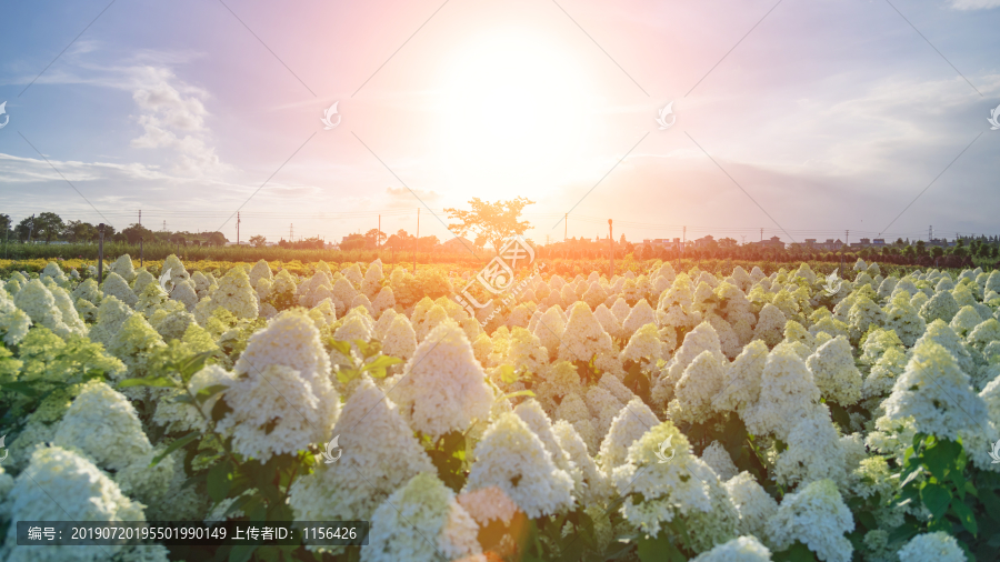 绣球花基地