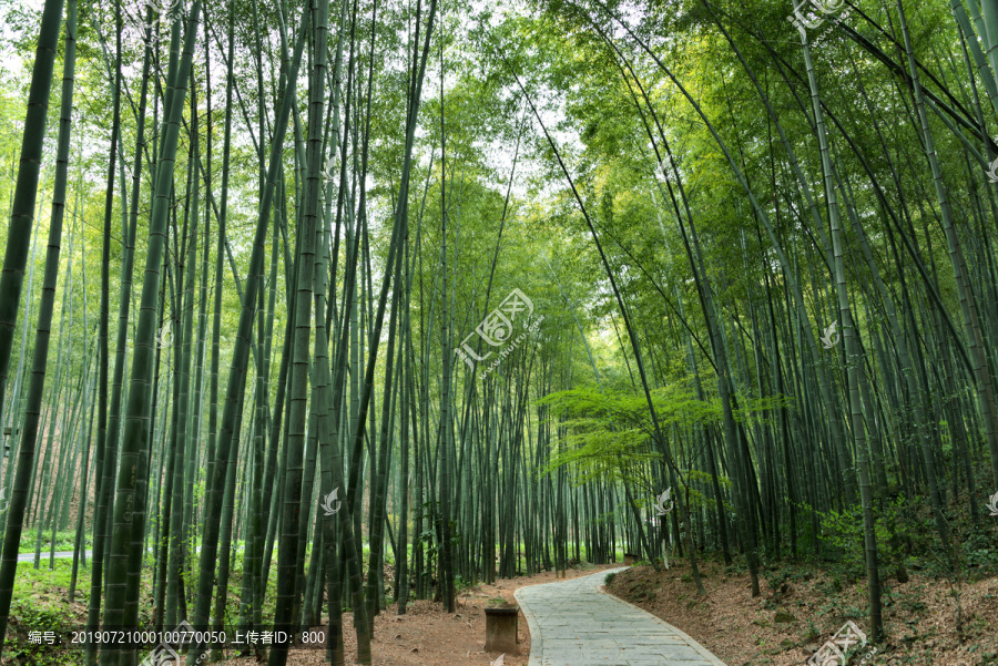 南山竹林小路