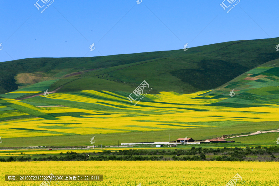 青海门源县万亩油菜花海