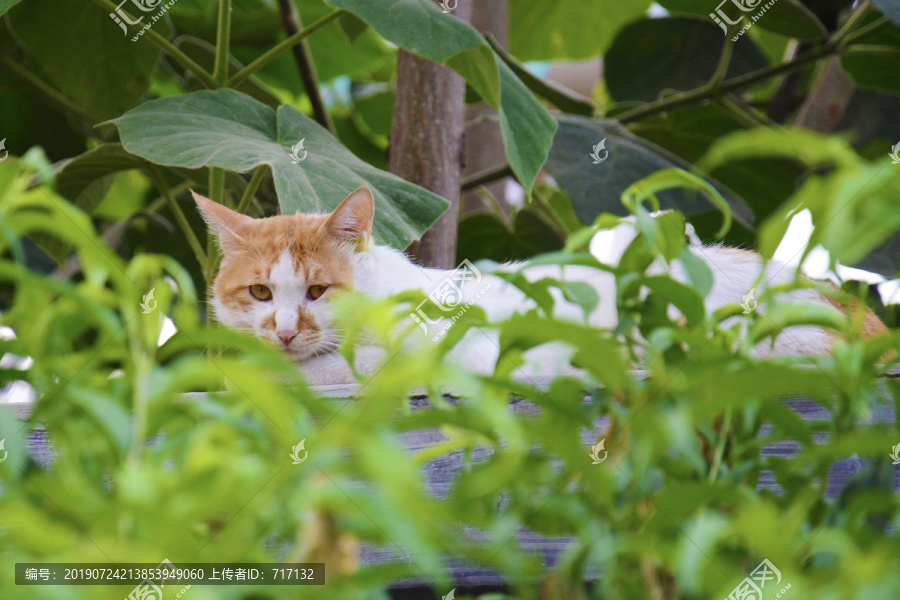 隐藏在树叶中的猫