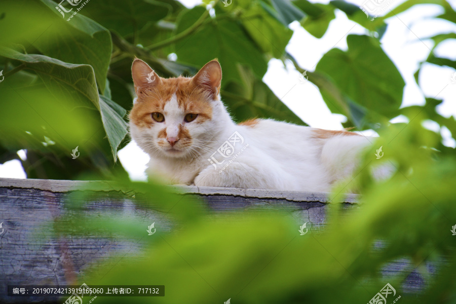 墙头上的猫