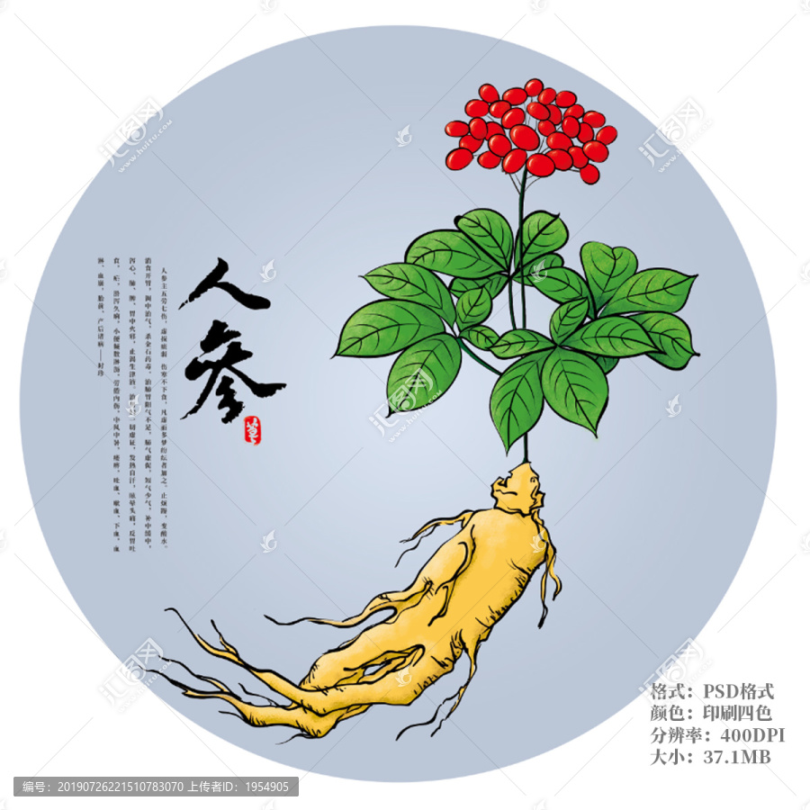 手绘植物人参图案插画