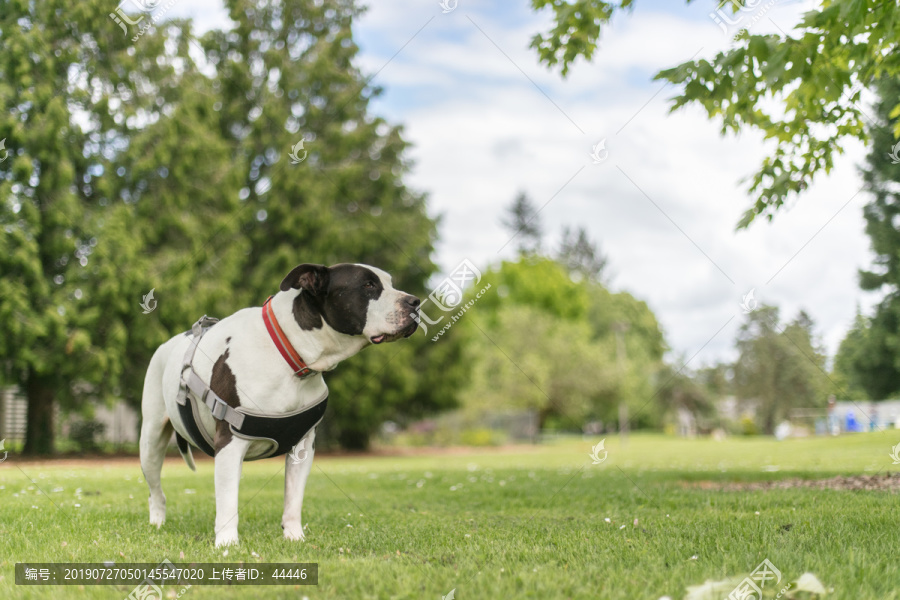 比特斗牛犬