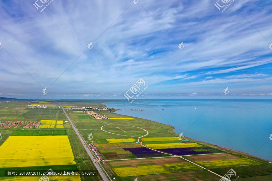 青海湖油菜花