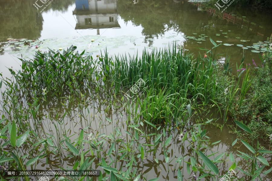 水草